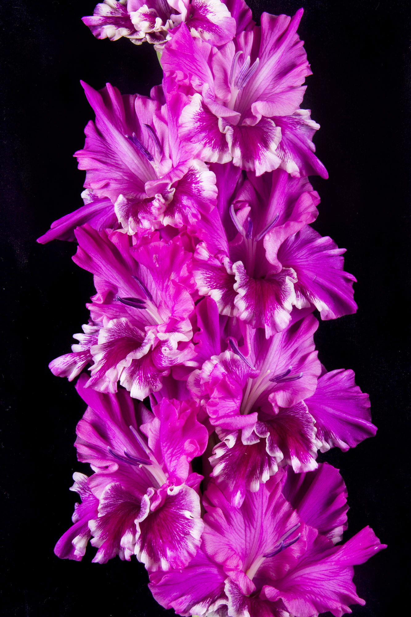 Гладиолус крупноцветковый Сарафанное Радио